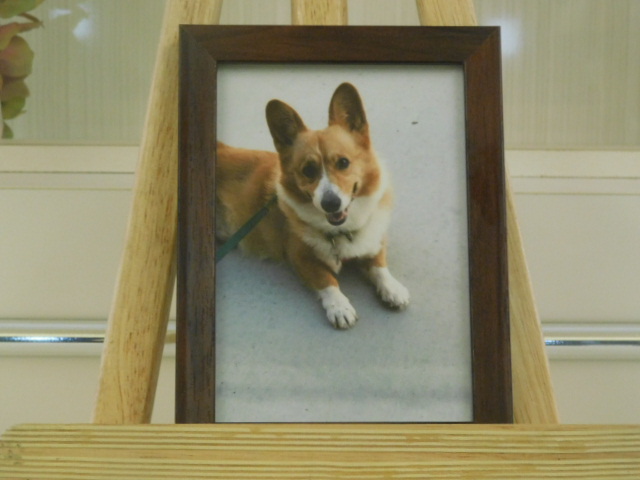 柏原家カカオ.JPG