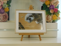 水戸市愛犬seaちゃん