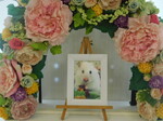 常陸大宮市ハムスターなたねちゃん