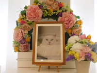 日立市愛猫しろちゃん