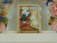 日立市愛犬茶磨呂ちゃん