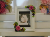 東海村ハムスター・モナカちゃん