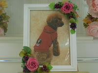 笠間市愛犬アルフちゃん