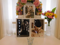 笠間市愛猫きのこちゃん