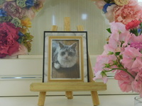 水戸市愛猫のんちゃん