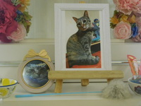 高萩市愛猫ジアちゃん