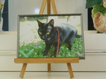 茨城町愛猫ねぎちゃん
