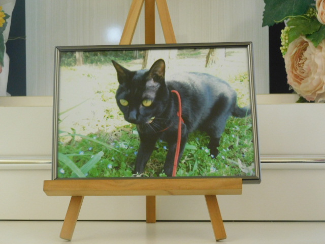 石井家愛猫ねぎちゃん.JPG