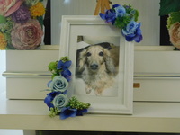 小美玉市愛犬ハビちゃん