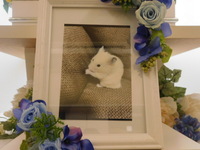 ひたちなか市ハムスター坊蔵ちゃん