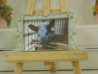 水戸市チンチラ・ホワフワちゃん