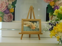 水戸市愛猫きなこちゃん