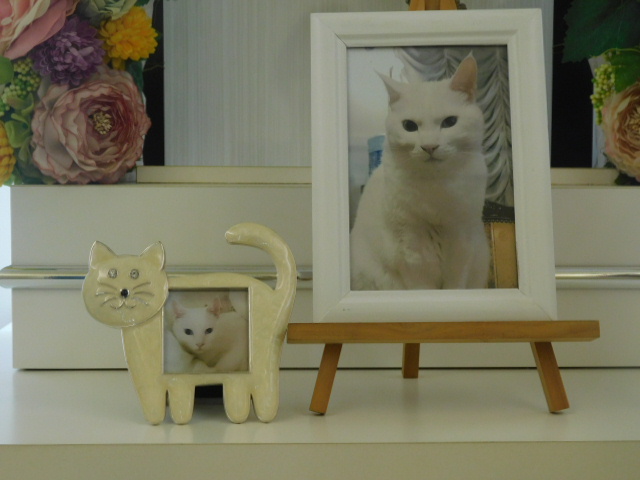 高瀬家愛猫チャッちゃん.JPG