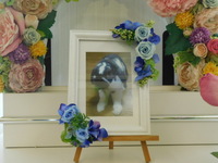 ひたちなか市愛兎さくたろうちゃん