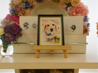 水戸市愛犬ムーンちゃん