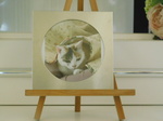 水戸市愛猫たまちゃん