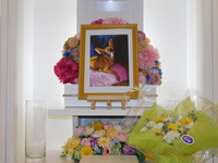 水戸市愛犬ロンちゃん