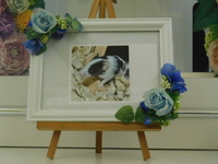 笠間市ファンシーマウスぱんだちゃん