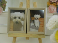 石岡市愛犬ボスちゃん