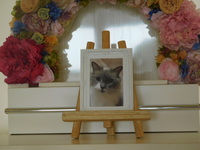 常陸大宮ウーパールーパー・ごまちゃん