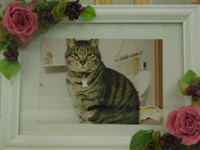 水戸市愛猫ゴマちゃん