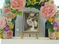 水戸市愛猫チロルちゃん