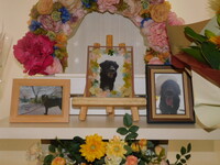 水戸市愛犬れもんちゃん