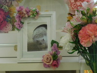 水戸市ハリネズミ・カルビちゃん