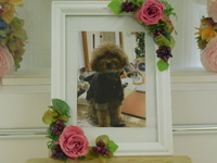 城里町愛犬イヴちゃん