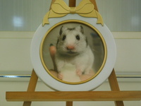 ひたちなか市ハムスター・WINちゃん