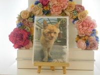 常陸大宮市愛猫トラちゃん