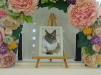 ひたちなか市愛猫りょうたちゃん