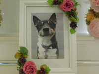 水戸市愛犬あずきちゃん