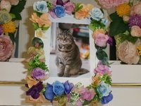 日立市愛猫ホルスちゃん