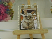 水戸市愛猫ベリーちゃん