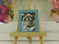 常陸大宮市愛犬萬の杏陽ちゃん