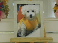 常陸大宮市愛犬こうたちゃん