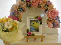 水戸市セキセイインコ・ソーちゃん