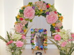 水戸市愛猫レイちゃん