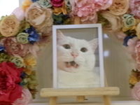 水戸市愛猫ムーンちゃん