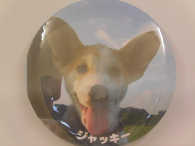 岡野家ジャッキー.JPG