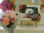 日立市愛犬くぅちゃん
