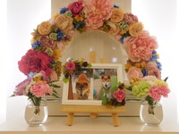 水戸市愛犬まめちゃん