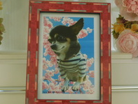 水戸市愛犬ペロちゃん