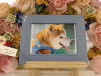 水戸市愛犬小太郎ちゃん