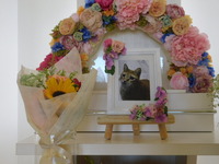 水戸市愛猫るいちゃん