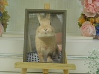 那珂市愛兎れんちゃん