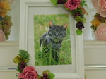 常陸太田市愛猫ノエルちゃん