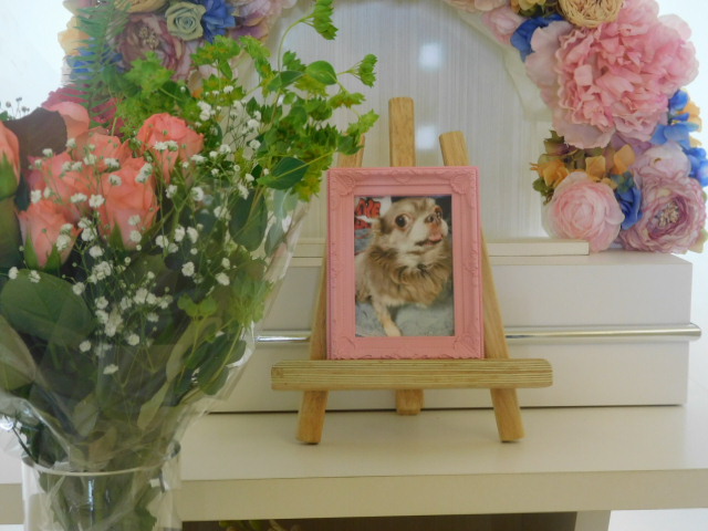 海野家愛犬林檎.JPG