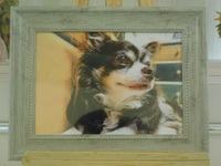 水戸市愛犬チョコちゃん